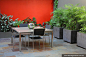 love the bright red wall in contrast with the green of the plants...