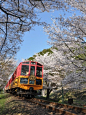 阳春三月，去京都奈良看樱花