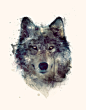 动物主题水彩插画-狼