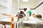 Sick dog in the veterinary clinic by Jaromír Chalabala on 500px