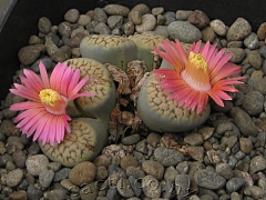 Eway元吉采集到生石花Lithops