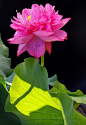 Lotus Flower: 