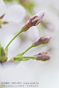 【城市物种日历】4月17日 东京樱花  东京樱花的萼筒上柔毛明显