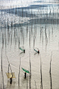 Mudflats with bamboo sticks, Xiapu, Fujian, China 褔建 霞浦 北歧