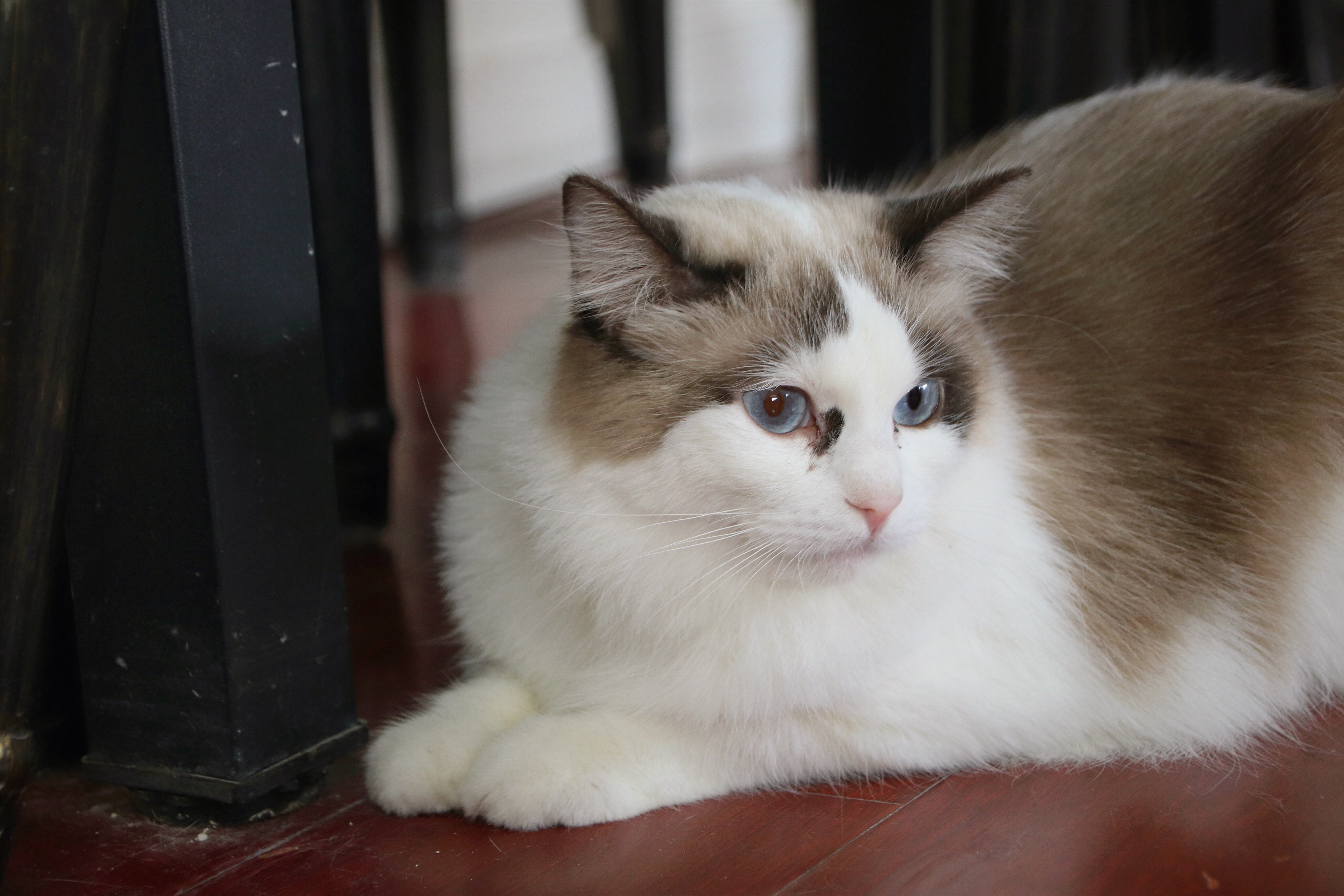 0f06200934363624bbe17cdb43a984b90379bc271a84c7-Yf2ees