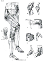 #人体结构# #人体线稿# #人体练习# #肌肉#  #人体骨骼# #腿部结构 膝盖#