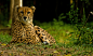 cheetah554 by redbeard31
