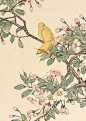 《景年花鸟画谱》，是由西泠印社出版社于1892年出版，用木版套色套印，是以一年四季花鸟为主题的写生作品，作者（日）今尾景年。描绘题材异常丰富，其造型准确性远远超出穴芥子园画谱，其生动性更胜过黄筌穴写生珍禽图，曾是二十世纪初一些画家的写生花鸟宝典，深刻地影响过中国二十世纪许多花鸟画大家