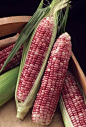 .purple corns: 