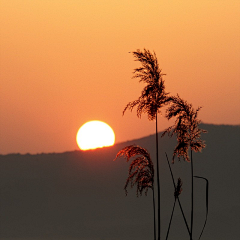 意思蛮嬲塞采集到夕阳