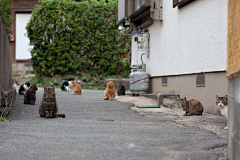 青山雀采集到猫岛