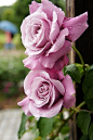 花 摄影 旅行风景 植物花卉 玫瑰 Pinterest