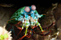 雀尾螳螂虾被称为海洋中的螳螂，也被称为“拳击手”，因为它锐利的前螯钩如锤子一般可以轻易敲碎甲壳类、贝类、螺类等动物的硬壳，甚至是玻璃水箱。（