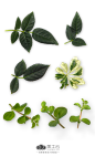 PlaPlants-&-Flowers-植物2免摳素材PNG：