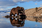 Picture of a bear eating a bison carcass on the Yellowstone River