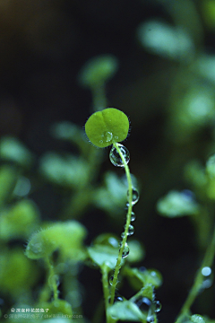 冰渣采集到植物