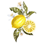 Lemon : Branch of watercolor lemon tree with leaves, yellow lemons and flowers.  