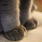 治愈系图片：萌萌的猫爪图片 (8)