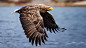 Sea Eagle : Sea Eagle