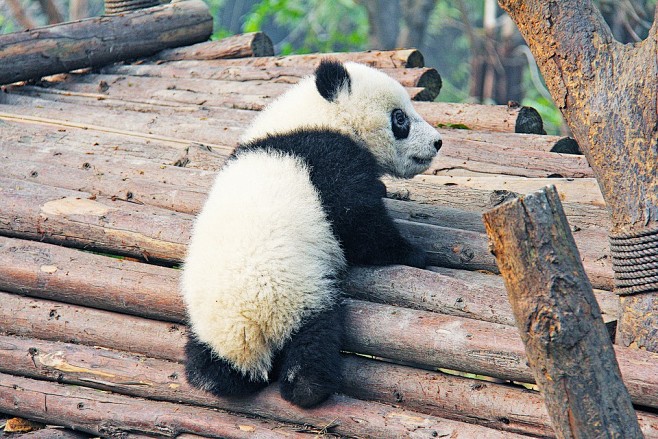 黑色和白色, 可爱的, 国家动物, 熊猫...