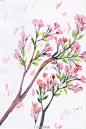 九遠寺  水彩植物手绘