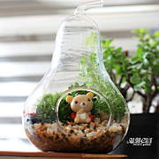 维尼小熊苔藓玻璃瓶 生态瓶桌面盆栽 苔藓...