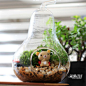 维尼小熊苔藓玻璃瓶 生态瓶桌面盆栽 苔藓微景观植物
