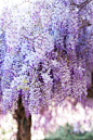 格子棚,紫藤,春天,园林,花朵,自然美,日本紫藤,公园,色彩鲜艳,中国