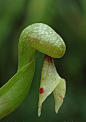 眼镜蛇百合，美国加利福尼亚州山地自生食虫植物。