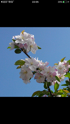 清新=淡雅采集到花朵