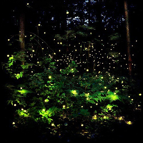 萤火虫的森林