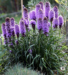 幻想鄉的影儿采集到花草庭院