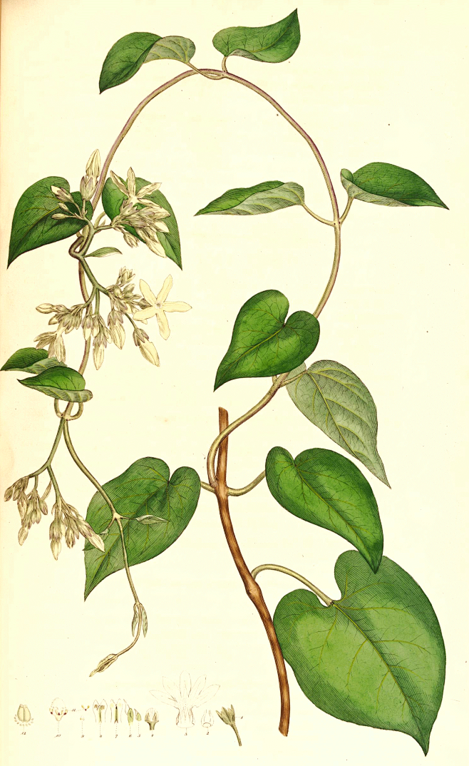 Telosma_cordata_SmSo...