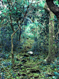 Background_Blue forest path by GoblinStock