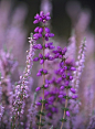 Erica cinerea 灰色欧石楠 & Calluna vulgaris 帚石楠