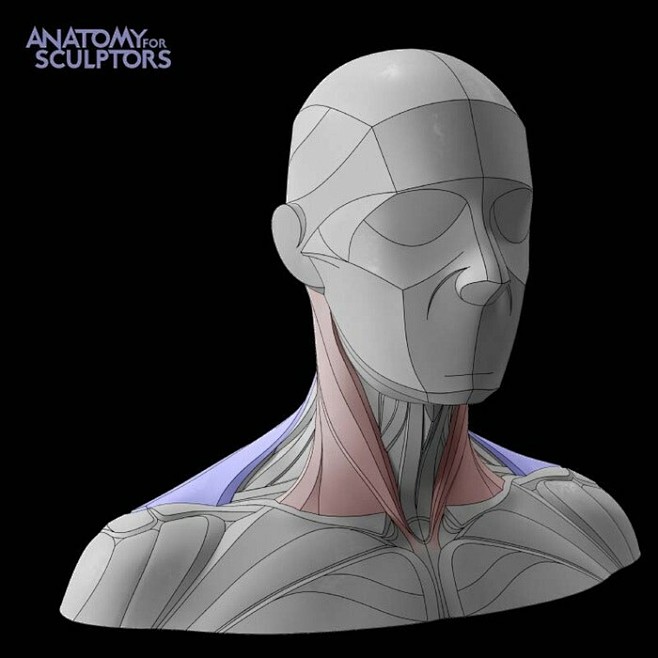 人体肌肉-3D解剖-绘画参考-92832...