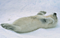 sleaping seal pup, st. lawrence, canada