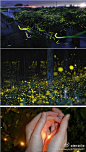 日本鄉間的螢火蟲