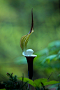 flowerfood:ゆきもちそう (雪餅草)/Arisaema sikokianum by nobuflickr on Flickr.ゆきもちそう (雪餅草)/Arisaema sikokianum