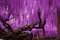 日本栃木县足利公园有一棵144岁左右的紫藤，虽然它不是世界上最大的紫藤，但面积也足足有1990平方米。虽然紫藤长得像树，但它是藤蔓植物，茎杆具有缠绕性。每到紫藤花开，一串串蝴蝶形状的花朵垂直向下，就像紫色瀑布一样，壮丽迷人、如梦如幻。游客们走在花海下，头顶一片紫色天空，仿佛整个世界都变成了紫色。