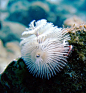 旋鳃虫为管栖性，以微孔珊瑚(Porites sp.)为主要栖所。生活于珊瑚礁上的旋鳃虫常将身体最前端的鳃冠伸展开来，鳃冠收缩入管後，可见管口，管口背面有一突出的小尖棘。栖管则深埋在珊瑚群体中。