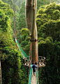 马来西亚婆罗洲热带雨林的树冠走道。动心没？