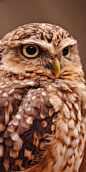 South American Owl
