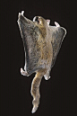啮齿目·松鼠亚目·松鼠科·鼯鼠属：美洲飞鼠