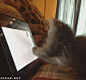 爱猫的人 - 社群 - Google+