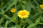 六月菊，旋覆花（学名：Inula japonica）是菊科旋覆花属的植物。花语别离。