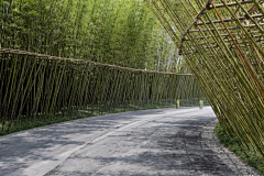 挖宝`采集到竹景