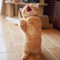我只是一只萌萌哒的小橘猫  ins：purin_kitty ​​​​