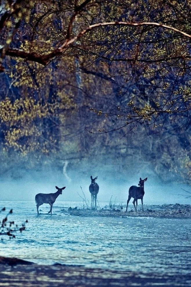 森 风景 摄影 鹿