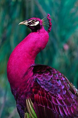 Pink Peacock